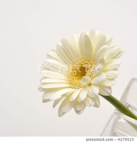 黃色非洲菊 黃色非洲菊 4279523