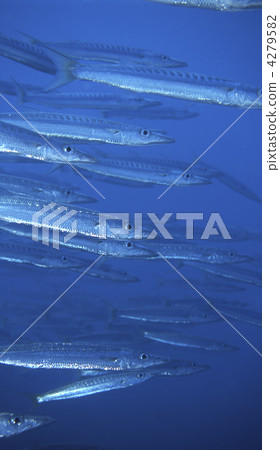 魚 梭魚類 海底的 4279582