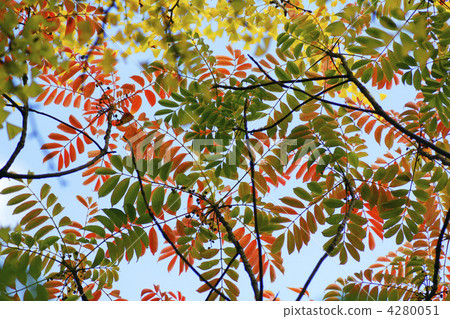 sumac, hazemomiji, goby 4280051