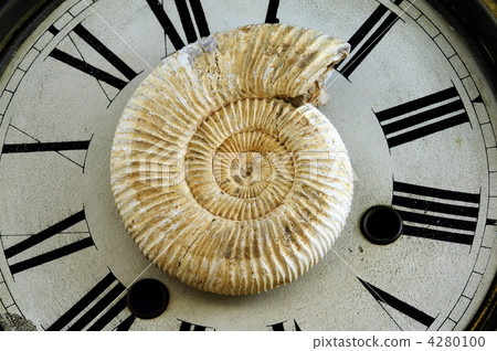 Ammonite 4280100