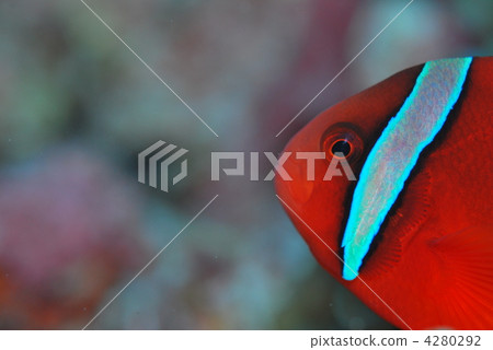 anemone fish, anemonefish, clown anemonefish 4280292