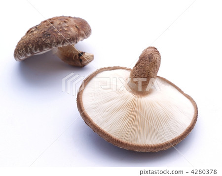 新鮮原料香菇 4280378