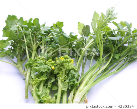 食用油菜花，豆瓣菜和斯里 4280384