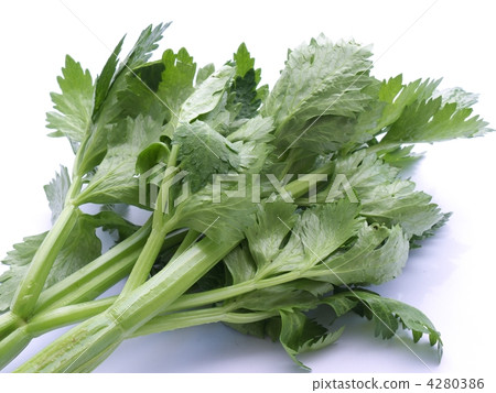 芹菜 4280386