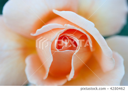 花瓣 玫瑰花 花朵 4280462