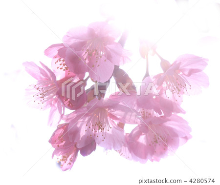 莫莫沒有春天 莫莫沒有春天 4280574