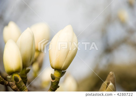 magnolia liliiflora, bloom, blossom 4280722