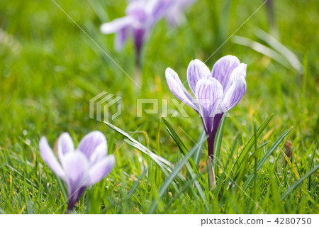crocus, botanic, botanical 4280750