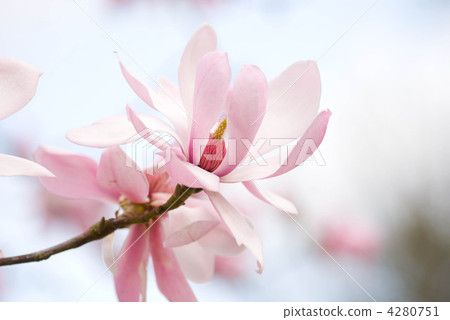 紫玉蘭 花朵 花 4280751