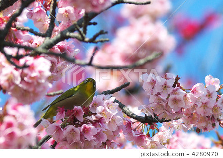 河津櫻花和mezzo 4280970