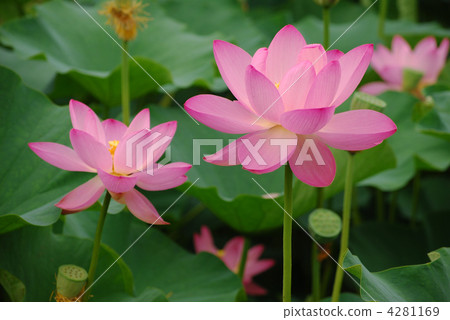 一朵蓮花 一朵蓮花 4281169