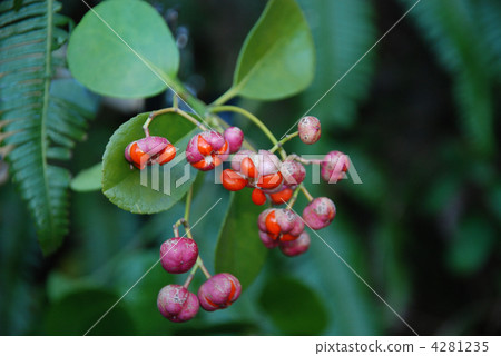 Masaki水果 4281235