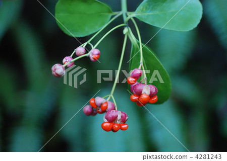 Masaki水果 Masaki水果 4281243