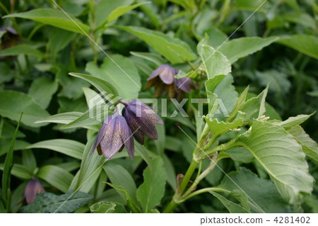 Kuroyuri在Kita-dake開花 Kuroyuri在Kita-dake開花 4281402