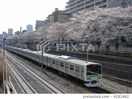 Yamanote line and row of cherry blossoms Yamanote line and row of cherry blossoms 4281462