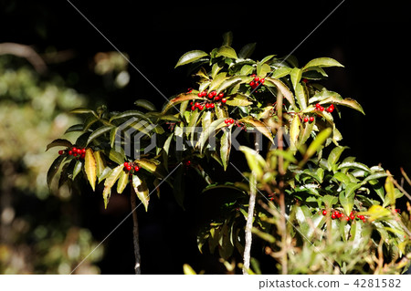 Red fruits and sunlight of Manjou of the East Gyoen 4281582