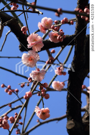 Yushima Tenjin的淡粉色梅花和藍天 4281589