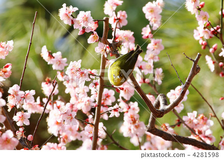 東部花園的Mejiro和淡粉色的梅花 4281598