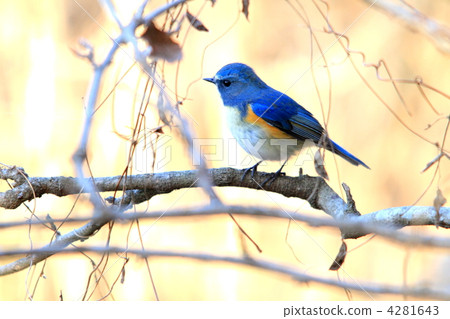 西伯利亞bluechat 斑鶇 冬候鳥 4281643