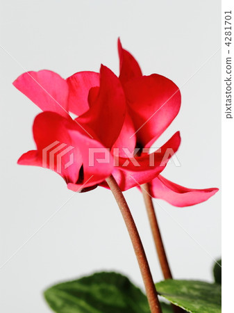 紅色花園仙客來 4281701