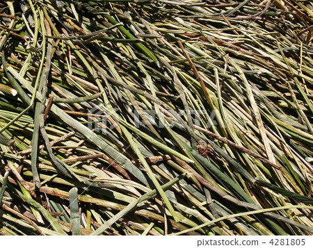 蘆葦島（蔓延Totra） 4281805