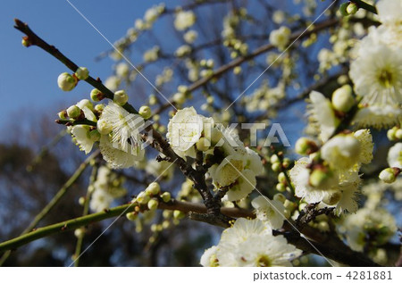 Spring arrives weeping plum Spring arrives weeping plum 4281881