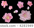 Peach blossoms 4281949
