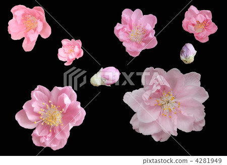 Peach blossoms 4281949