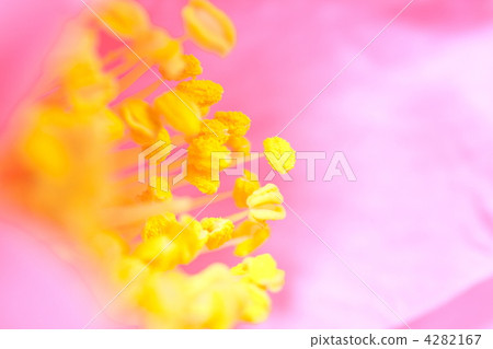 茶花 茶花 4282167