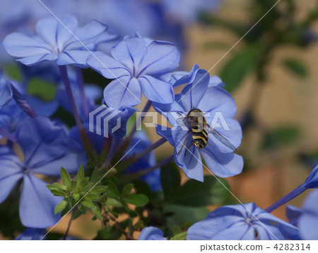 食蚜蠅 雙翅目 食蚜蠅科 4282314