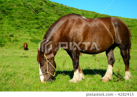 Horses of Kusousenri 4282415