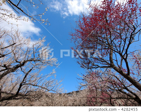 紅梅·白梅 紅梅·白梅 4282455