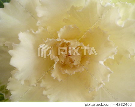 白葉牡丹和花瓣一樣美麗 白葉牡丹和花瓣一樣美麗 4282463