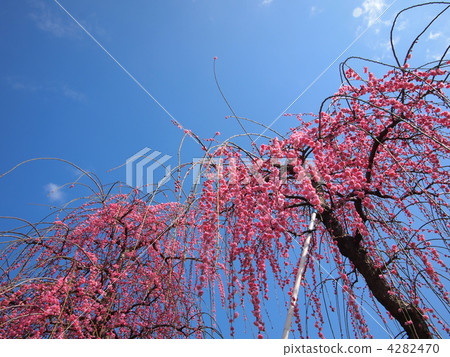 Dangling plum 4282470