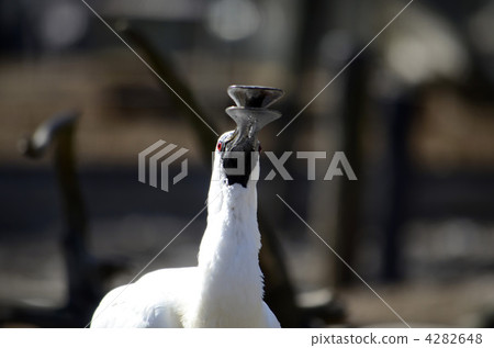 Kurozurahella 4282648