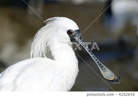 Kurozurahella 4282656