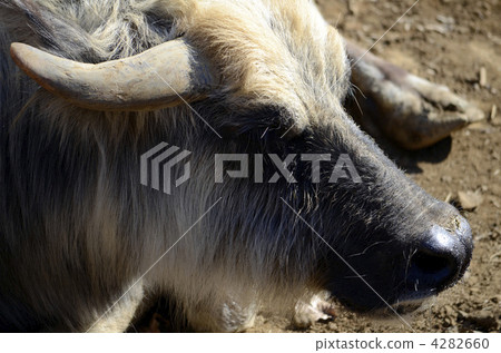 Water buffalo's expression 4282660