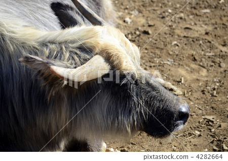 A profile of buffaloes A profile of buffaloes 4282664