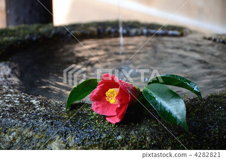 Honen ken，手碗和山茶花 4282821