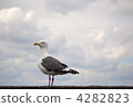 海鷗 鷗 鳥兒 4282823