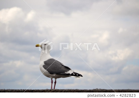 海鷗 鷗 鳥兒 4282823