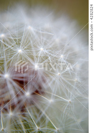 蓬鬆 棉花 蓬鬆的 4282824