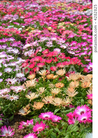 spatula matsubagiku, livingstone daisy, trailing ice plant 4282825