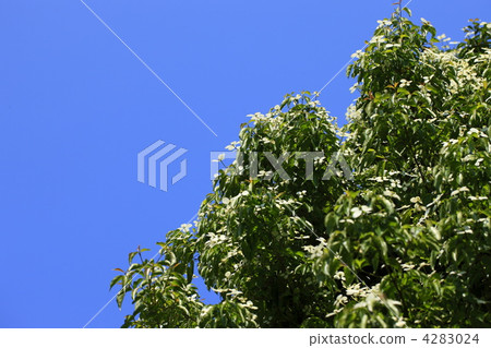 Himaraya Yamaboshi and summer blue sky 4283024