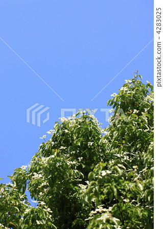 Himaraya Yamaboshi and summer blue sky 4283025