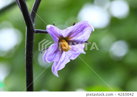 茄子花 4283042