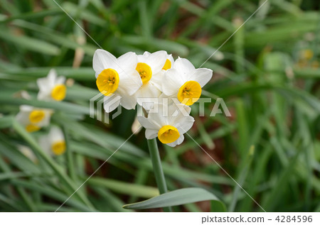 植物·Daffodilaceae 4284596