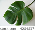 Monstera leaves 4284837