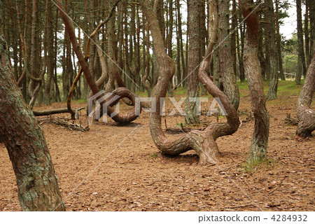 Dancing forest Dancing forest 4284932