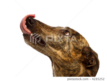 餓狗 4285252